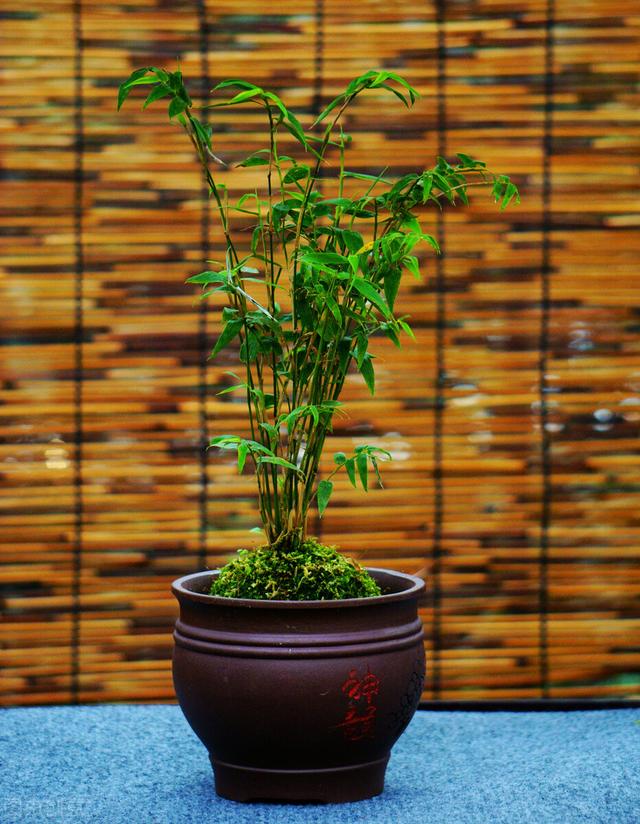 适合在公司用的花名英文（适合在公司用的花名三个字）
