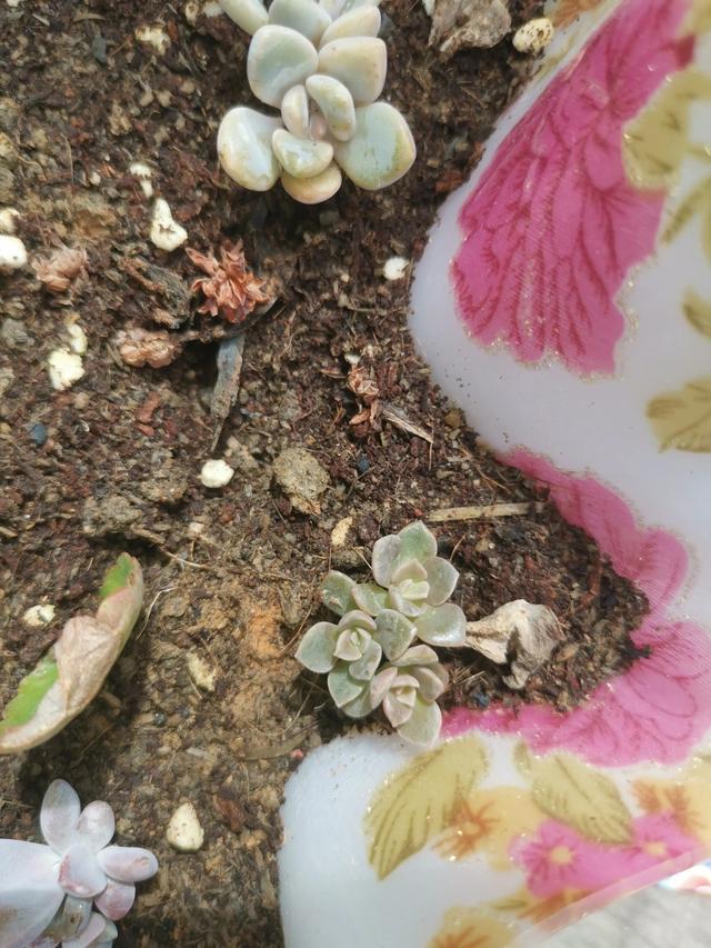 瓷都取名网免费测名打分公司（瓷都取名网免费测名打分五行属水的字）