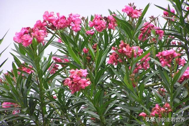 适合在公司用的花名男生（男生在公司用什么花名好）