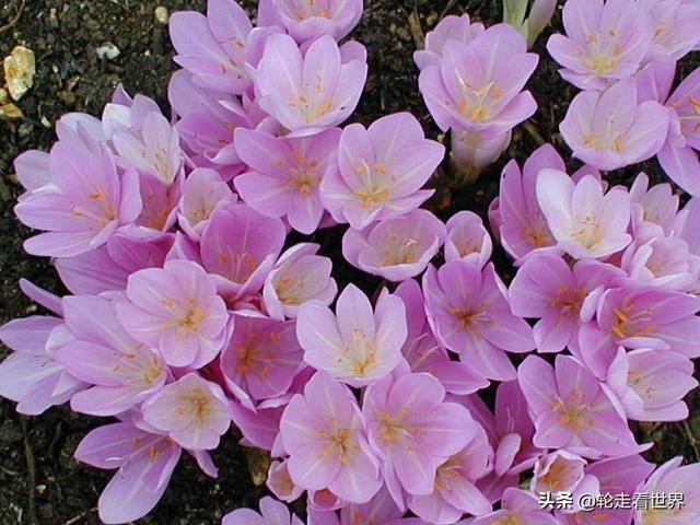 适合在公司用的花名男生（男生在公司用什么花名好）