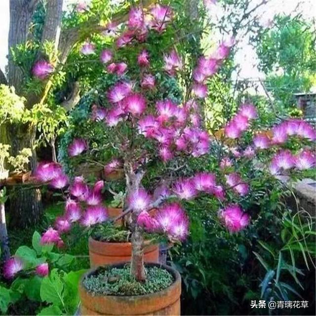 苗圃名称起名大全及含义（适合苗圃的名字）