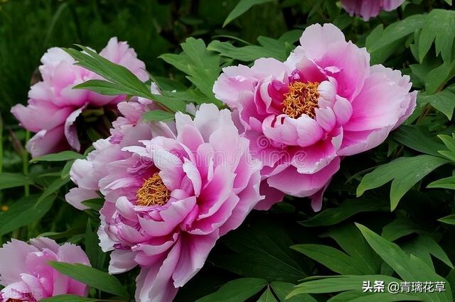 苗圃名称起名大全及含义（适合苗圃的名字）