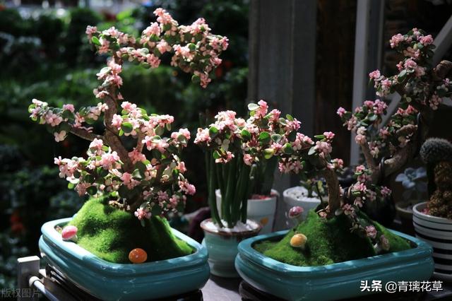苗圃名称起名大全及含义（适合苗圃的名字）