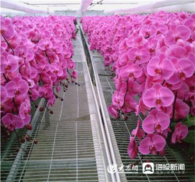 农姓的来源和历史名人（农姓的来源和历史及现状）