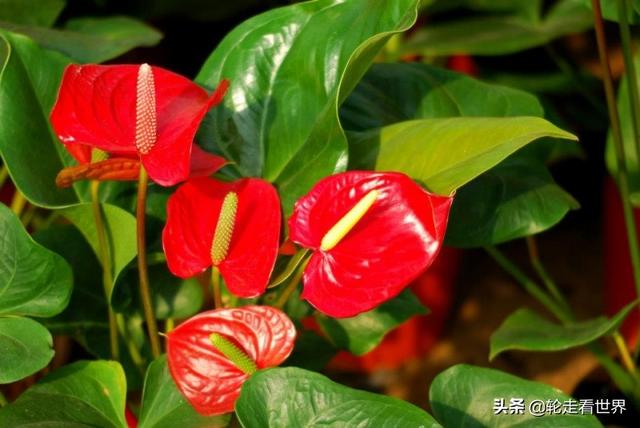 适合在公司用的花名男生（男生在公司用什么花名好）