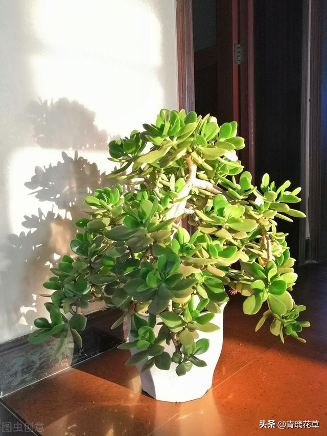 苗圃名称起名大全及含义（适合苗圃的名字）