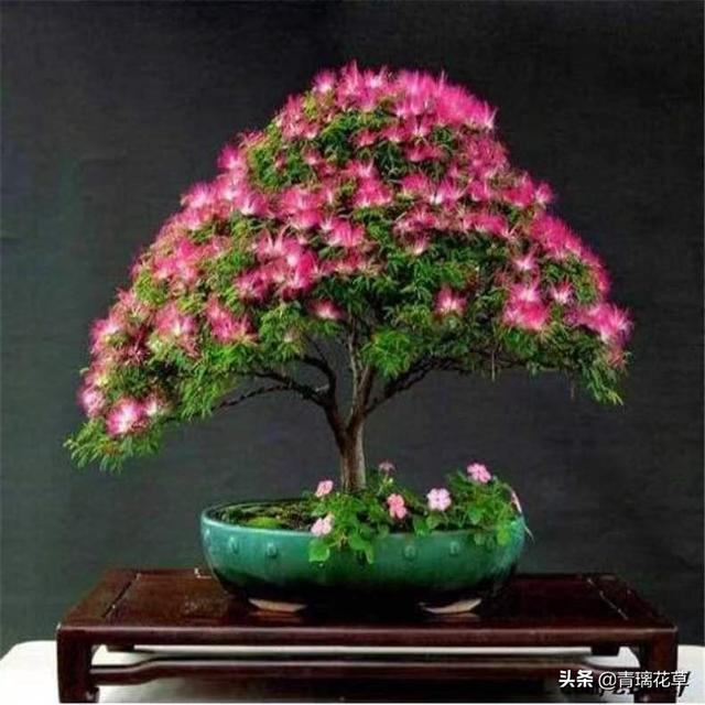 苗圃名称起名大全及含义（适合苗圃的名字）