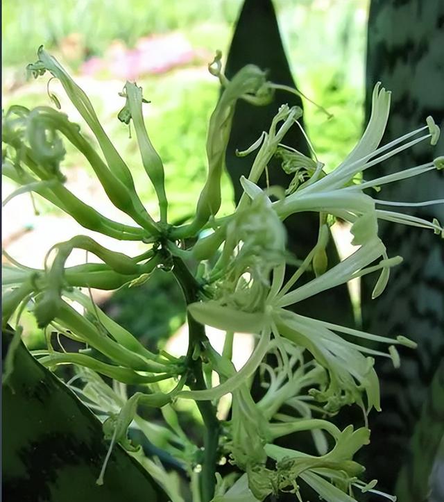 适合在公司用的花名英文（适合在公司用的花名三个字）
