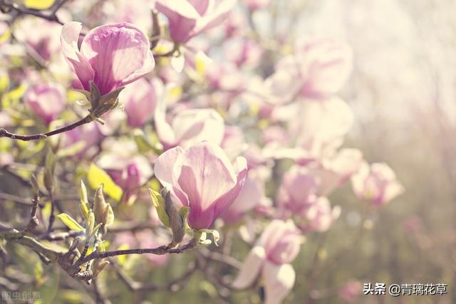 苗圃名称起名大全及含义（适合苗圃的名字）