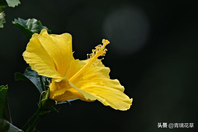 苗圃名称起名大全及含义（适合苗圃的名字）