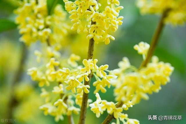 苗圃名称起名大全及含义（适合苗圃的名字）