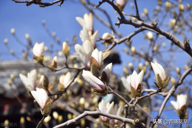 苗圃名称起名大全及含义（适合苗圃的名字）