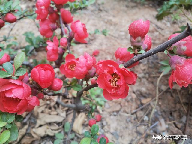 苗圃名称起名大全及含义（适合苗圃的名字）