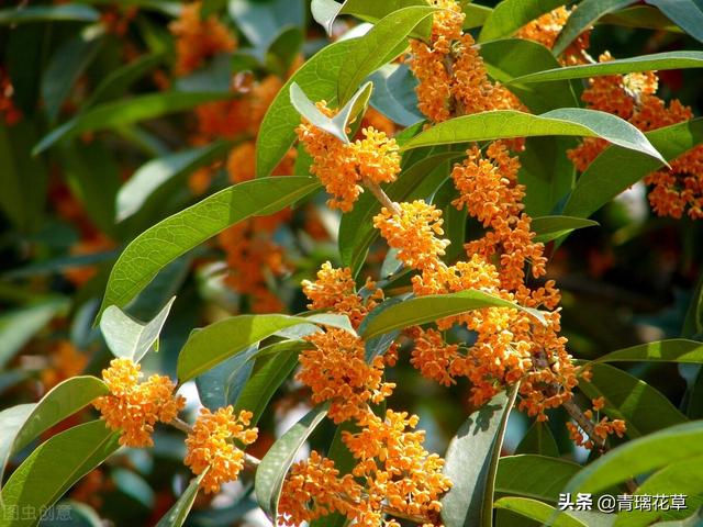 苗圃名称起名大全及含义（适合苗圃的名字）