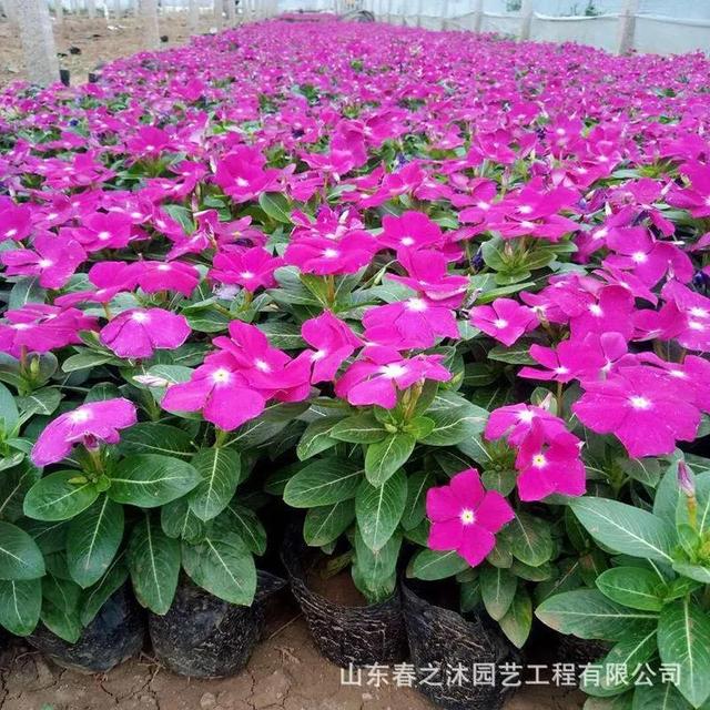 美名腾姓名测试打分 免费测名字打分美名腾（美名腾免费姓名测试打分官网）
