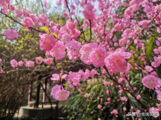 苗圃名称起名大全及含义（适合苗圃的名字）