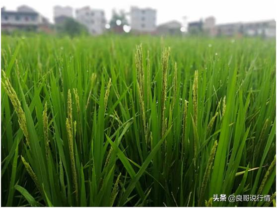 立夏出生的女孩起名（女孩立夏生取什么名字）
