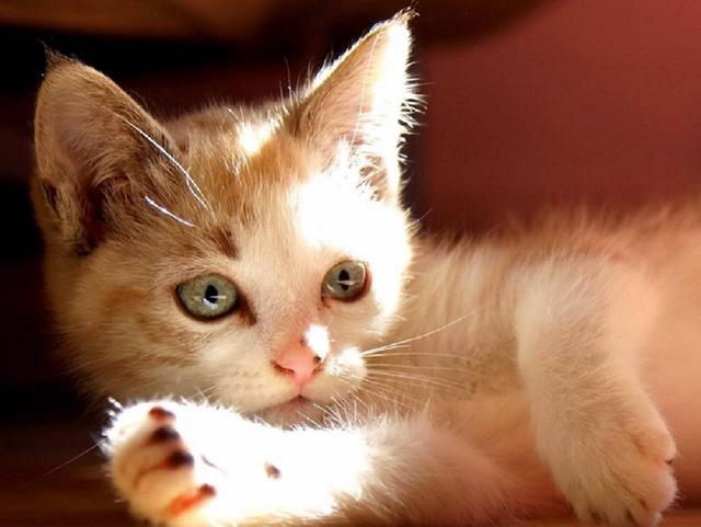 往家里捡猫好吗（路上捡猫带回家有什么讲究）