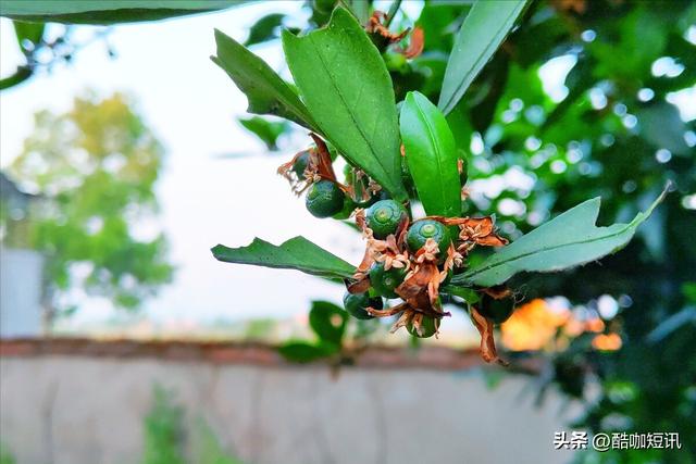 天台种植什么植物好（天台适合种什么果树）