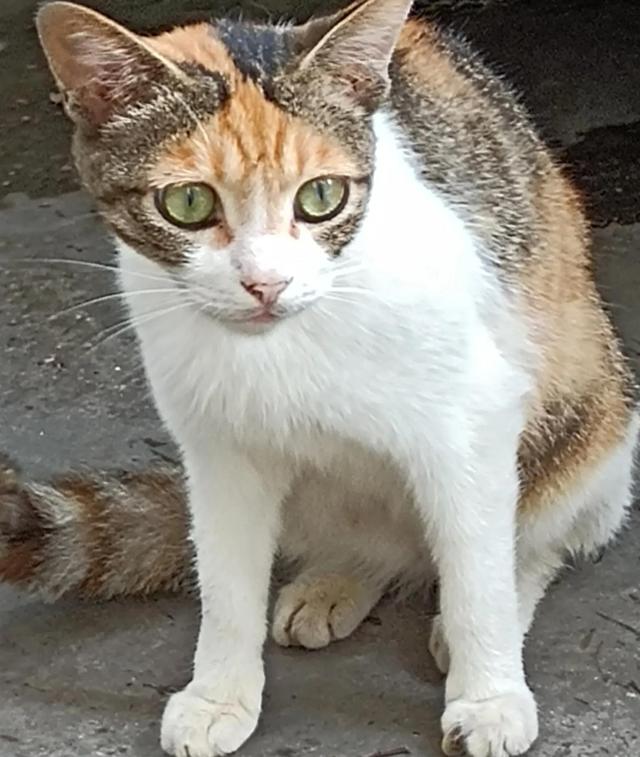 猫打架会出猫命没（猫打架是怎么回事）