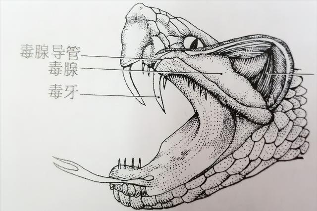 蛇泡酒蛇能活多久（用活蛇泡酒蛇多久会死）