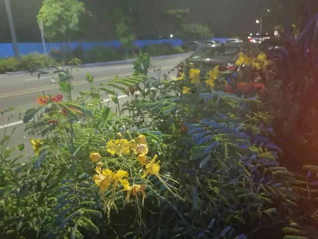 龙猫寿命最长是多少年呢（龙猫寿命一般多少年）