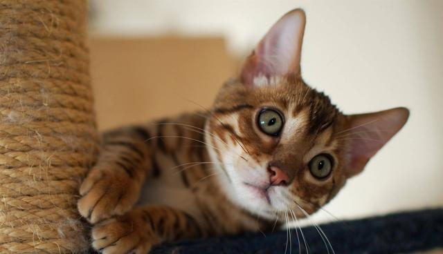 往家里捡猫好吗（路上捡猫带回家有什么讲究）