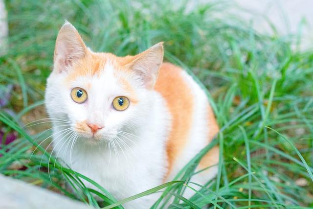 往家里捡猫好吗（路上捡猫带回家有什么讲究）