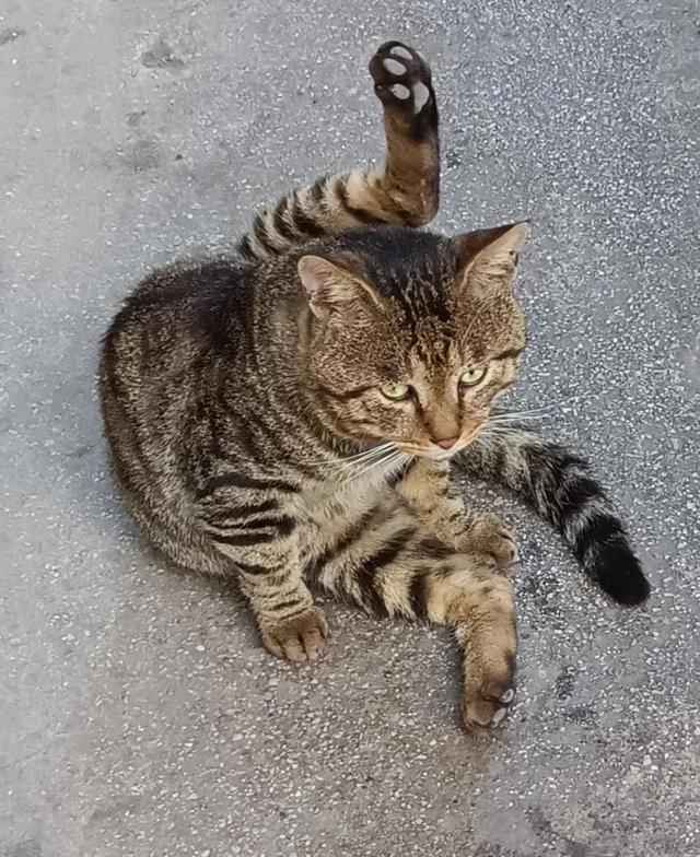猫打架会出猫命没（猫打架是怎么回事）