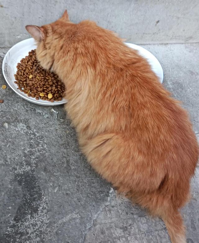 猫打架会出猫命没（猫打架是怎么回事）