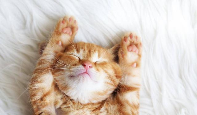 往家里捡猫好吗（路上捡猫带回家有什么讲究）