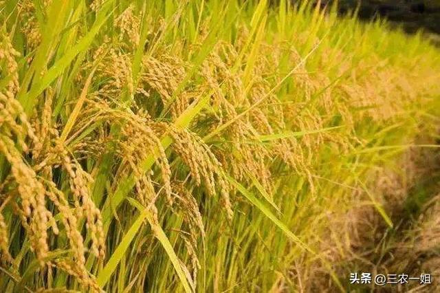 今天农历几号阳历几号报一下今天农历几号阳历几号保养！