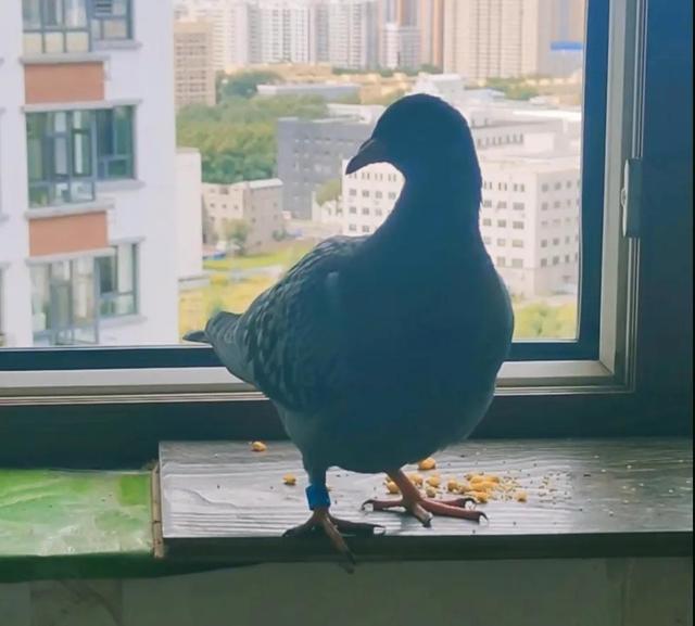 梦见鸽子是什么预兆_周公解梦梦见鸽子是什么预兆_周公解梦女人！