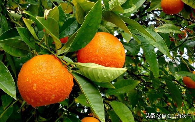 含维生素e水果排行榜含维生素e的水果排名