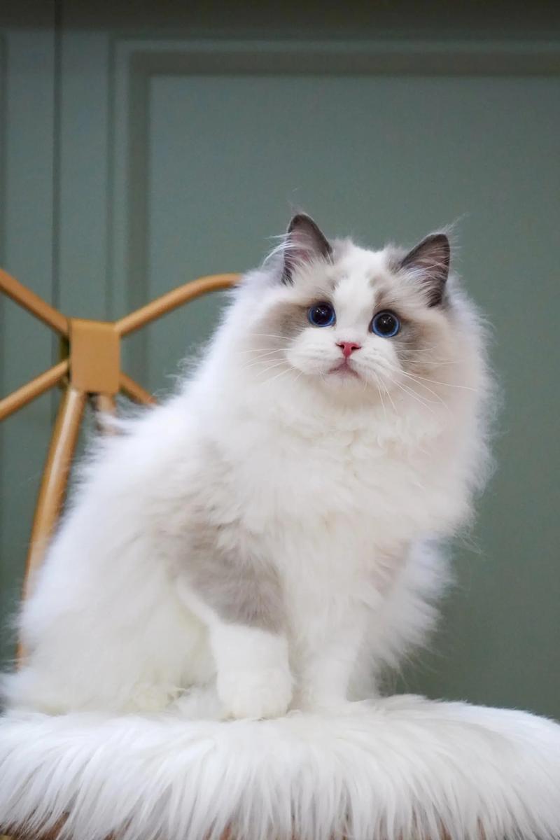 布偶起名取名宝宝可以吗 麦字取名起名大全