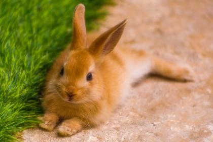 2月份出生的属兔男孩取哪些名字好"