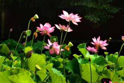 021年7月22日大暑出生缺水女孩起名字大全免费"