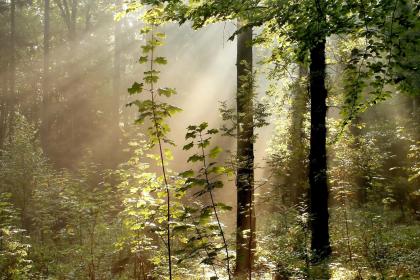 019年农历腊月二十四出生五行缺金的女孩高分名字大全"