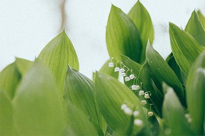 020年立夏出生的五行缺木男孩起名，满分好名字推荐"