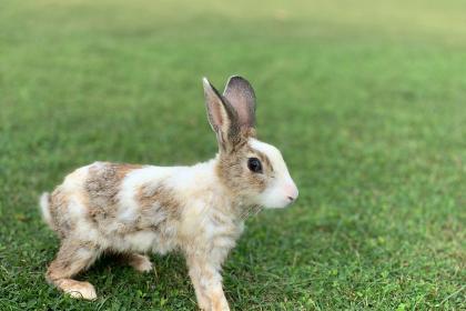 属兔未时出生的男孩起什么名字好，禁用什么字