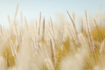 019猪年夏至出生女孩五行缺金要怎么起名字"