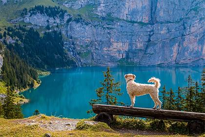 中午1点出生的属狗男孩如何取名，宜用什么字