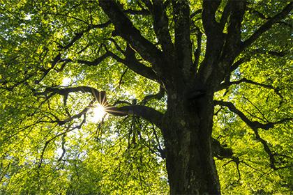 019年十二月十四出生的男孩如何起名字，五行属什么"